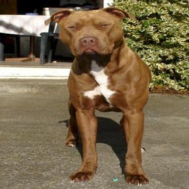 ASK Kennels Apollo Pit Bull.jpg